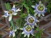 passiflora-caerulea-flower.jpg